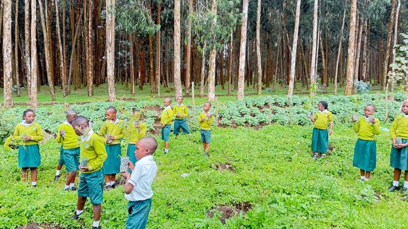 Pupils in yellow and green uniform spread across a green clearing among tall eucalyptus trees